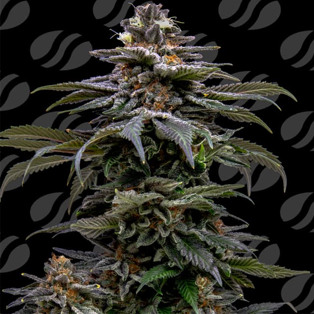 Purple Overload > Original Sensible Seeds | Feminized Cannabis   |  Indica